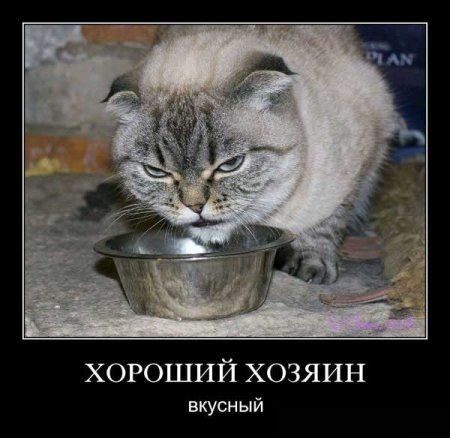 Смешные демотиваторы про котов Прикольні картинки на fun.tochka.net від 28  Лютого, 2012