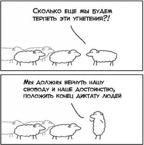 Как приручить овец?