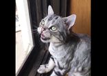 Самая грустная кошка