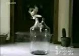 Кот-йог