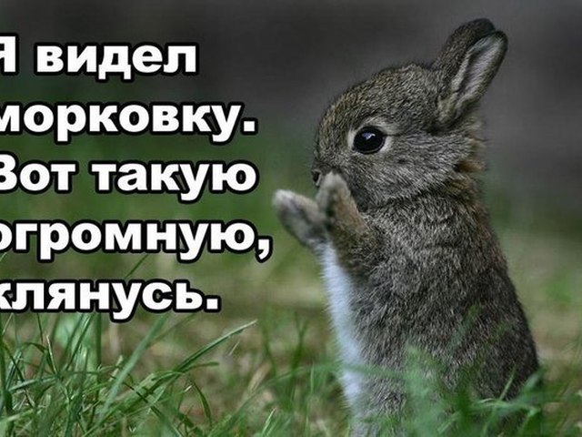 Зайчики картинки с надписями, картинки искусство