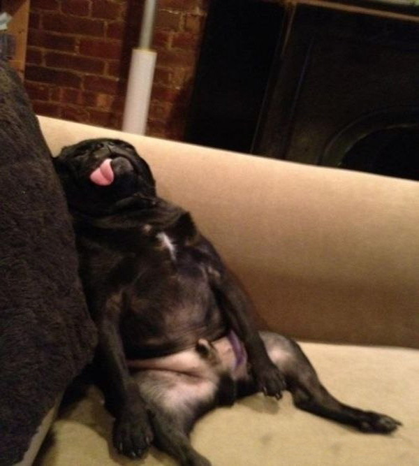 Тяжелое собачье утро