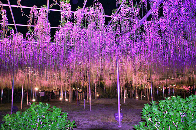 Цветение глициний в парке Асикага