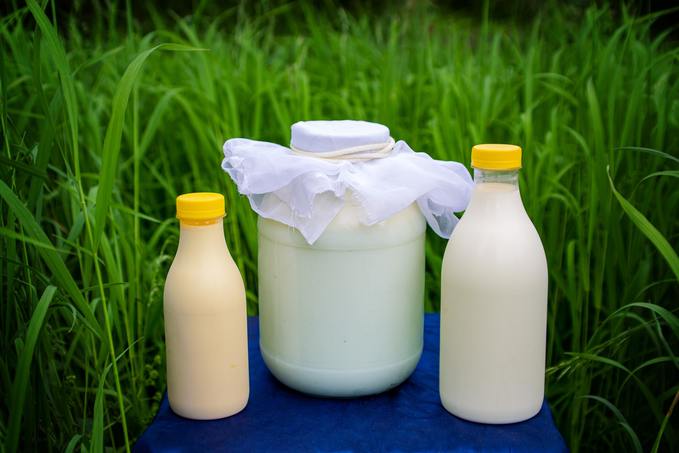 Коровье молоко: плюсы и минусы