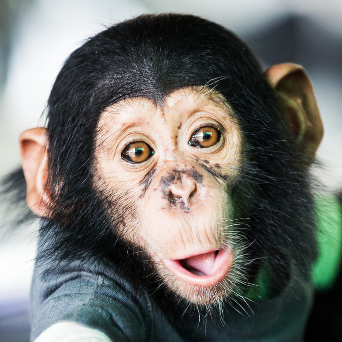 С днем рождения открытки с обезьянами - красивые картинки