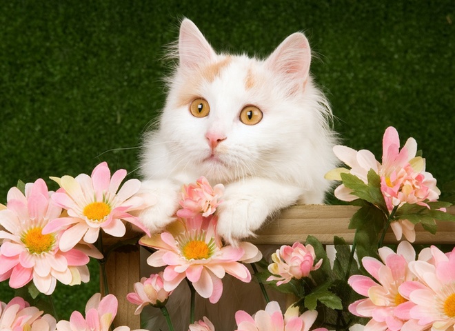ванская кошка