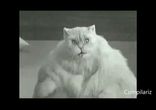 Ржачные котики