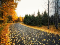 Осень и дорога