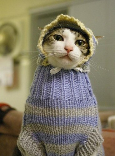 Нереальные котэ