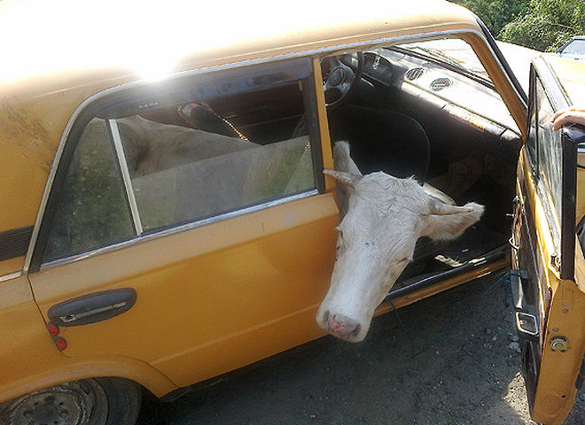 На Вінниччині викрадену корову та ягня злодій перевозив у легковому автомобілі