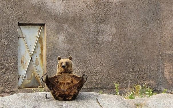 Забавные моменты из жизни медведей