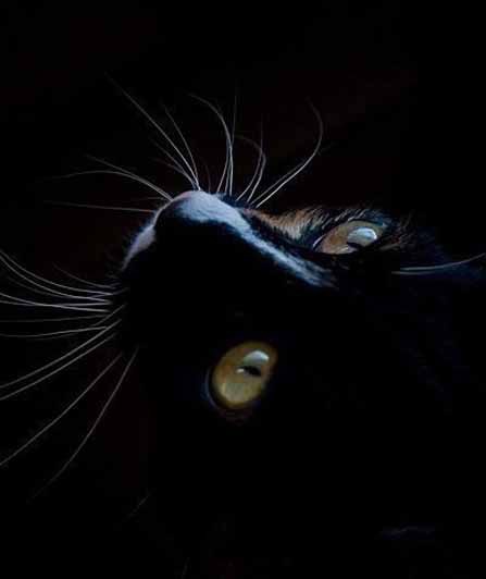 Магический взгляд черных кошек
