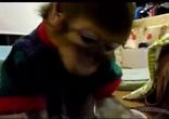 Капуцин ищет еду в коте