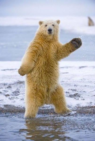 Зажигательные танцы белого медведя