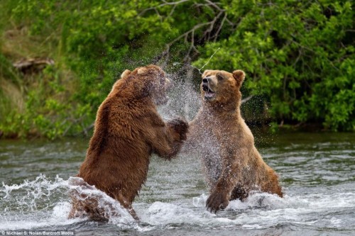 Пикник медведей