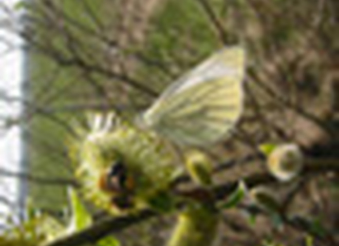 Чествование Небес