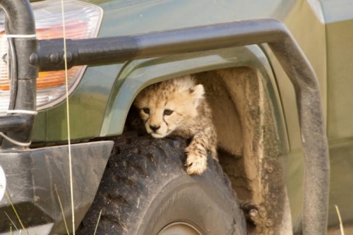 В мире животных