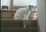 kot