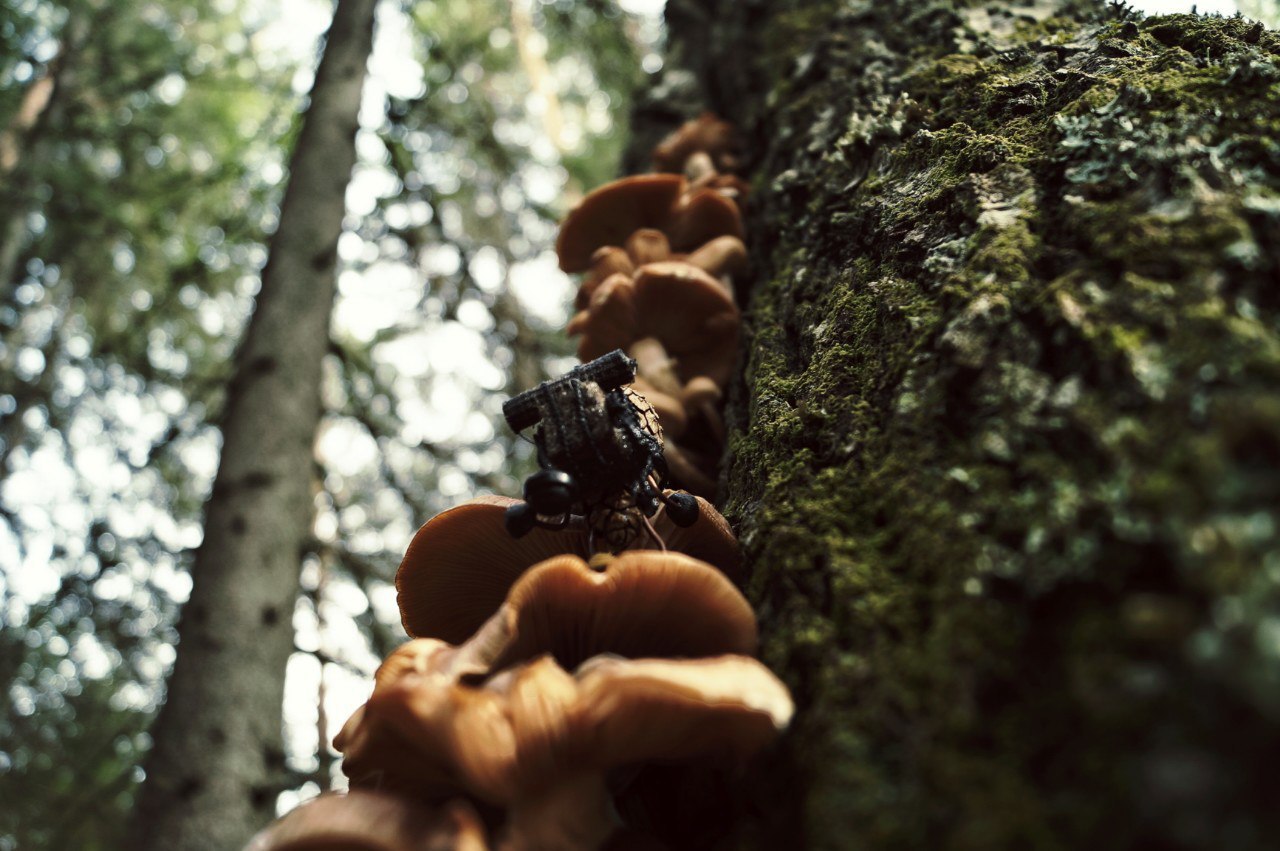 #ПутешествиеСосновойШишки часть 7