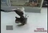 Котёнок на передних лапах