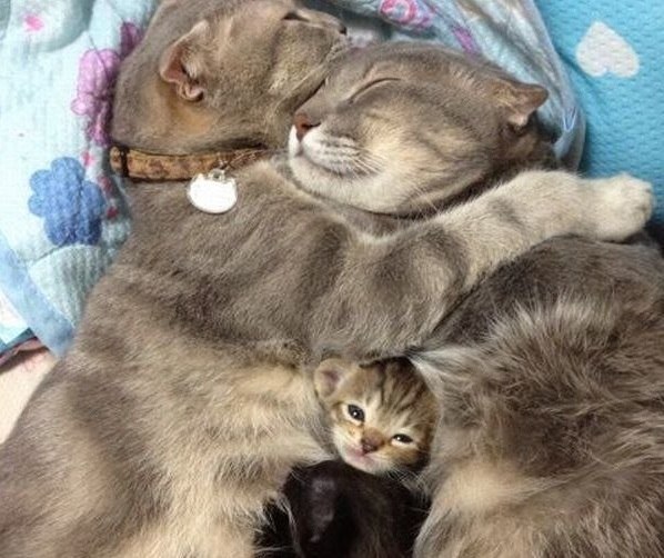 Идеальная семейка котеек