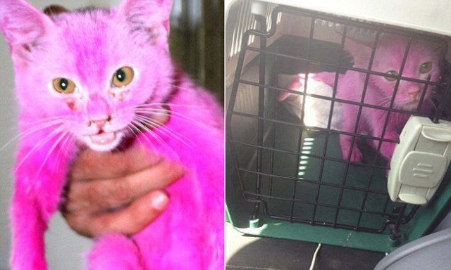 Розовый котик Пинки найден в супермаркете Бахрейна