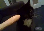 Фалоиметатор и кот