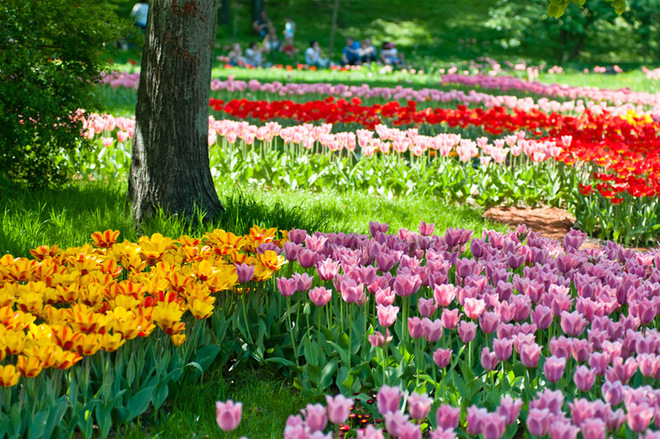 Куди поїхати в квітні в Україні: знайди свій квітковий рай