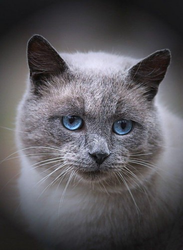 Красивые глаза котов
