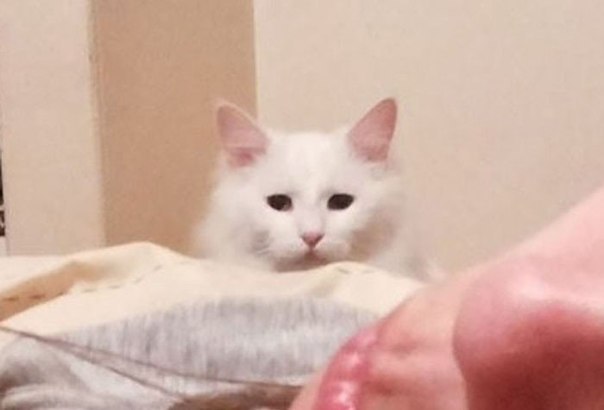 Самый ревнивый кот