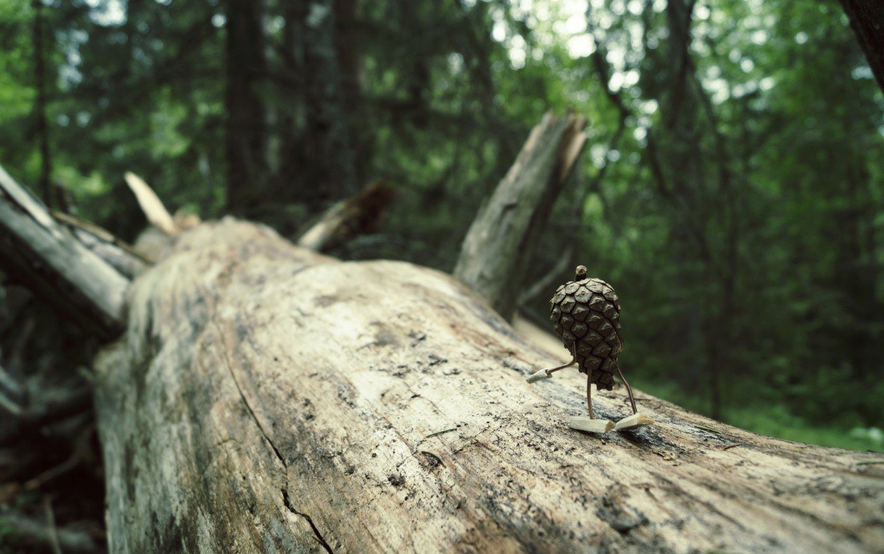 #ПутешествиеСосновойШишки часть 1