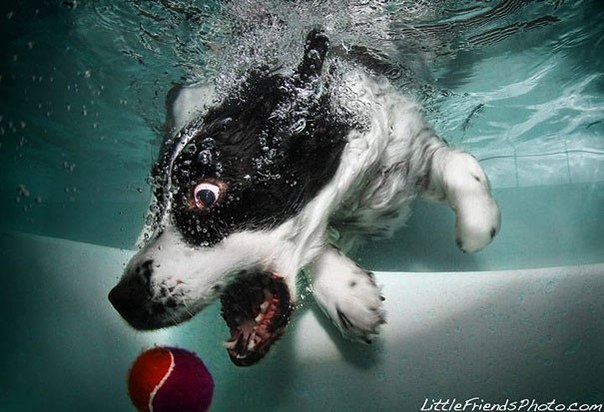Собаки - под воду ныряки