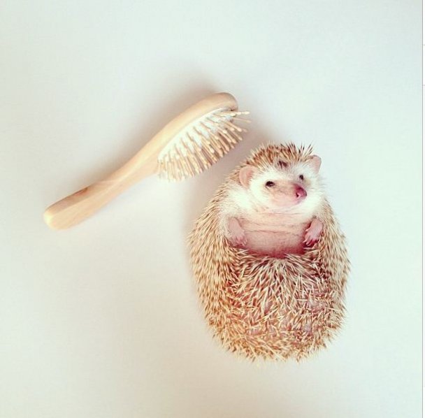 Самый милый ежик Instagram