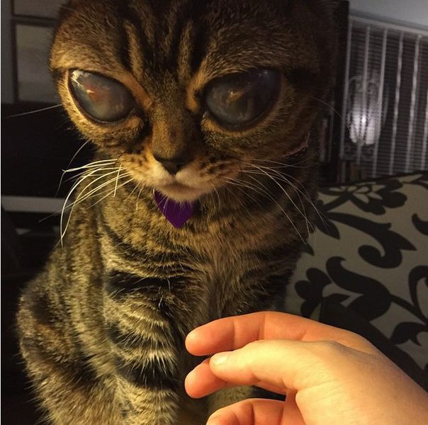 Матильда - кошка с невероятно большими глазами