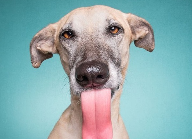 Неподдельные эмоции: самые экспрессивные собаки (фотопроект)