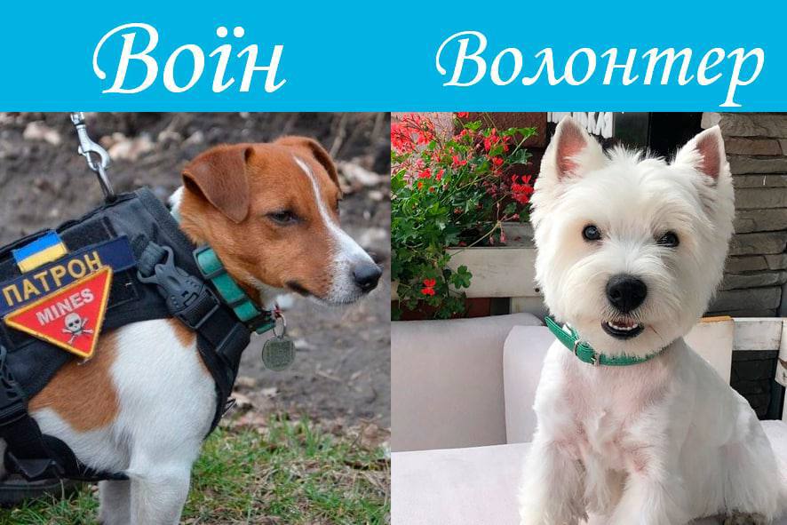 Меми від Лесі