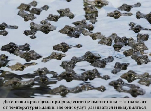 Топ интересных фактов