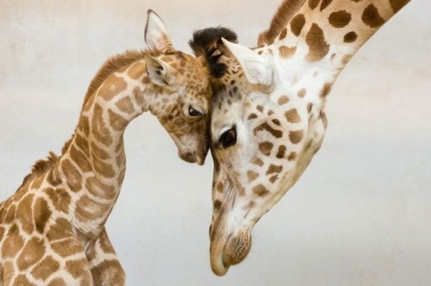 Родительская любовь в животном мире