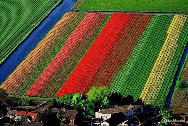 Поля тюльпанов неподалеку от голландского города Лиссе