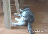 Пьяный кот