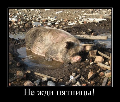 Демотиваторы про пятницу