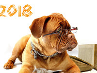 Обои на Новый год собаки 2018