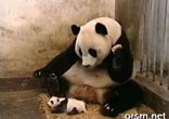 Панда чихнула
