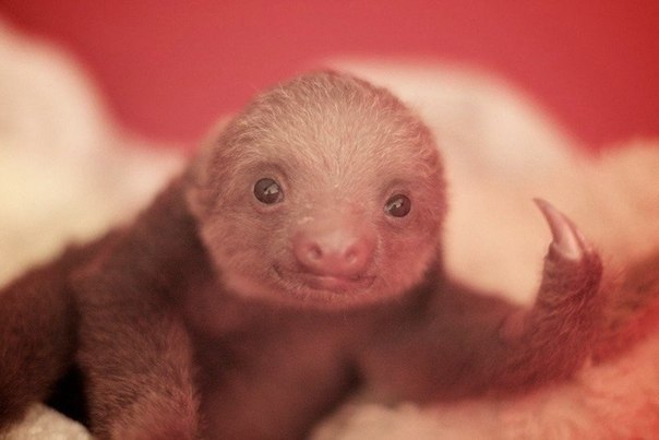 Мимимишный новорожденный ленивец