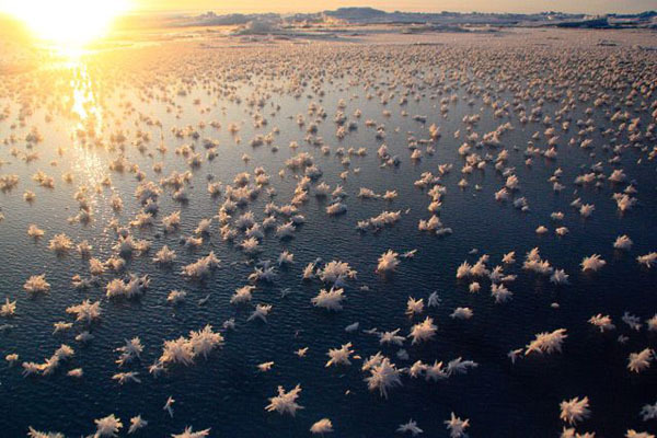 Феномен Северного Ледовитого океана. Ледяные цветы