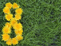 8 из одуванчиков HD