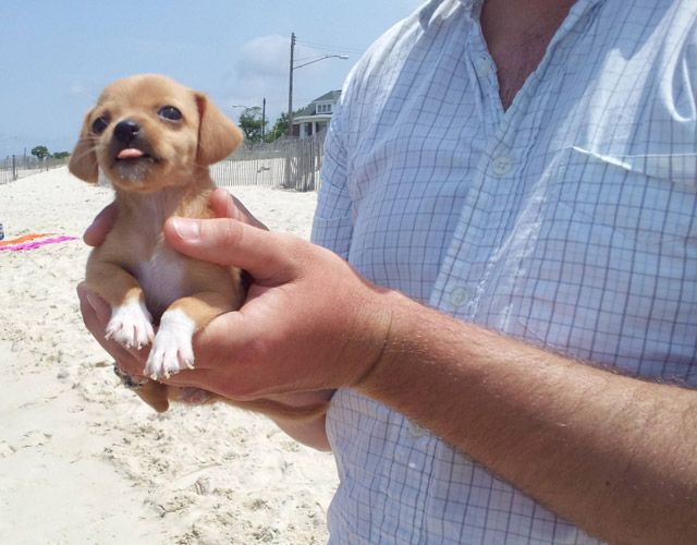 Няшные зверушки