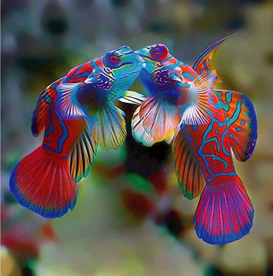 Красивые рыбы-единороги - фото