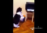 Миллион причин любить котов 2 часть