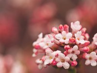 Цветущий фон